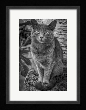 Framed Cat Sitting on Rock Print