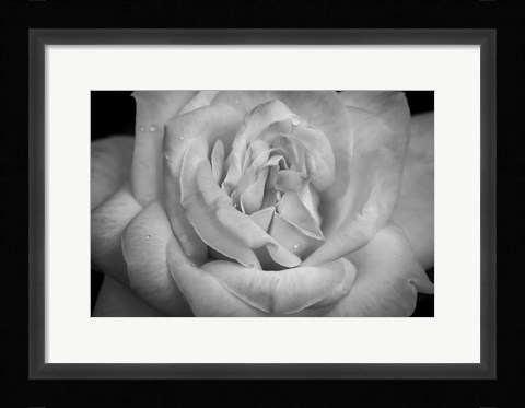 Framed Monochrome Flower 03 Print