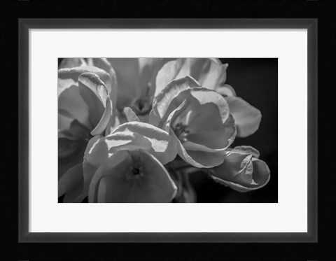 Framed Monochrome Flower 05 Print