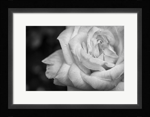 Framed Monochrome Flower 26 Print