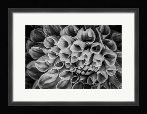 Framed Monochrome Flower 33 Print