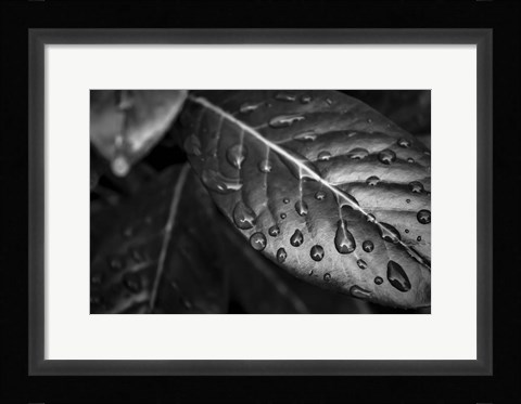 Framed Monochrome Flower 38 Print