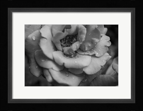Framed Monochrome Flower 53 Print