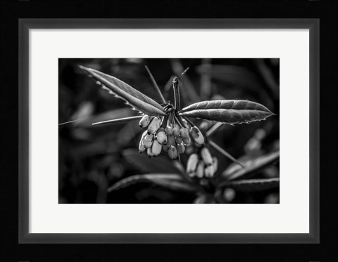 Framed Monochrome Flower 55 Print