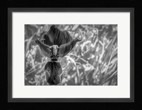 Framed Monochrome Flower 56 Print