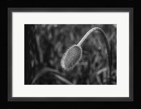 Framed Monochrome Flower 57 Print