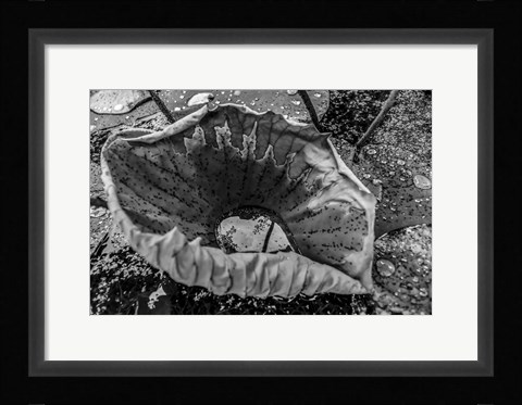 Framed Monochrome Flower 63 Print