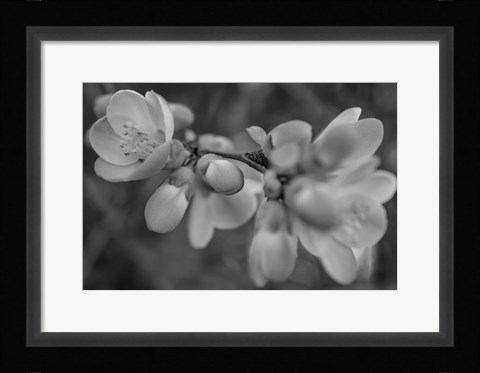 Framed Monochrome Flower 66 Print