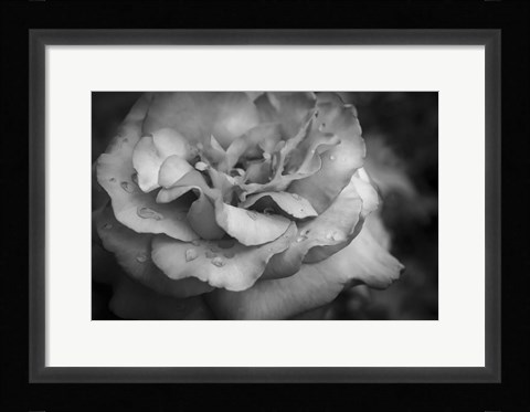 Framed Monochrome Flower 67 Print