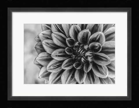 Framed Monochrome Flower 70 Print