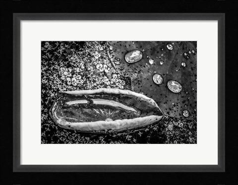 Framed Monochrome Flower 73 Print