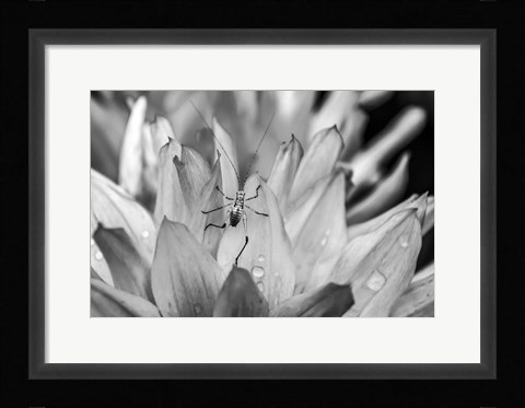 Framed Monochrome Flower 76 Print