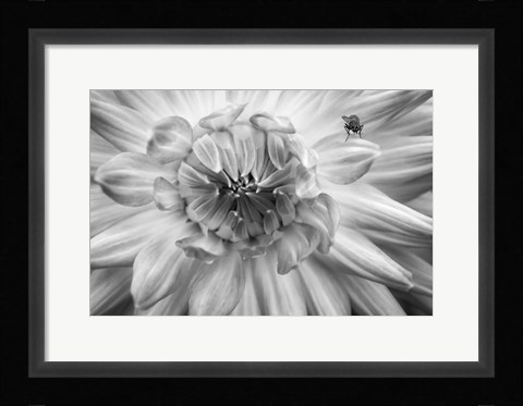 Framed Monochrome Flower 78 Print