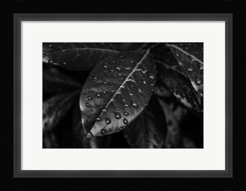 Framed Monochrome Flower 79 Print