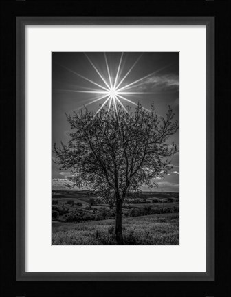 Framed Rays of Sun over Foliage Print