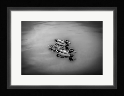 Framed Three Little Ducks Print