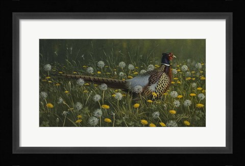 Framed Dandy Rooster - Formosan Ring-necked Pheasant Print