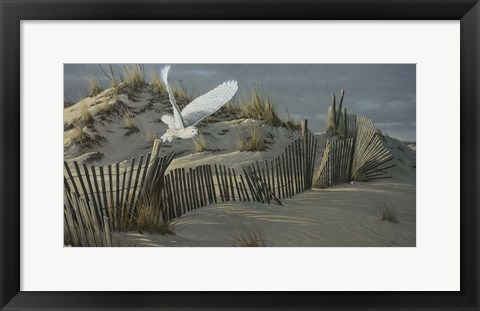 Framed Launch - Snowy Owl Print