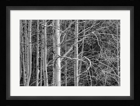 Framed Don't Tangle With Me Print