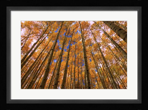 Framed Orange Grove Print