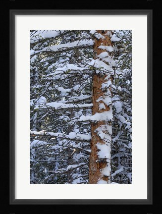 Framed Out On A Limb Print