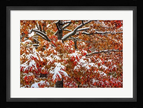 Framed Seasons Of Change Print