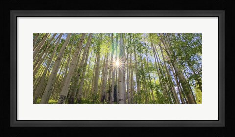 Framed Starshine Print