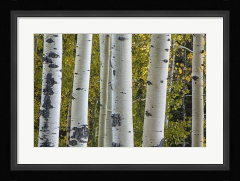 Framed Aspen Trunks Print