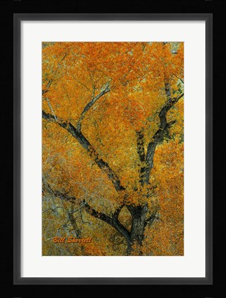 Framed Autumn Contrast Print