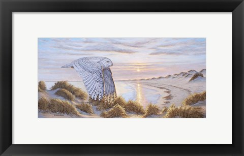 Framed Northern Visitor Print