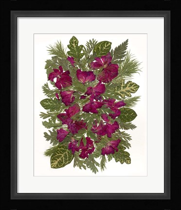Framed Dried Pelargonium Print