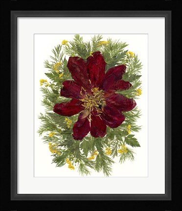 Framed Dried Tulip 2 Print