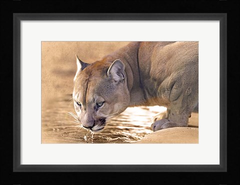 Framed Cougar Drinking Water Print