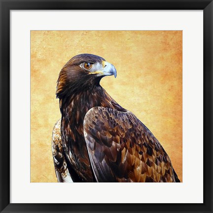 Framed Eagle King Print