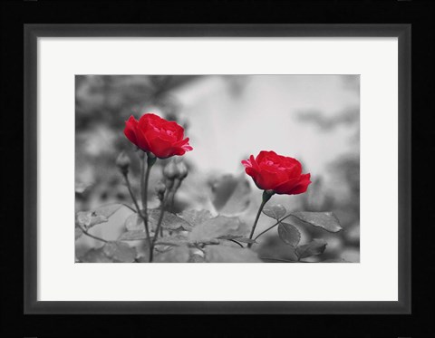 Framed Two Roses Print