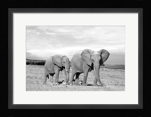 Framed Elephant Mother Print