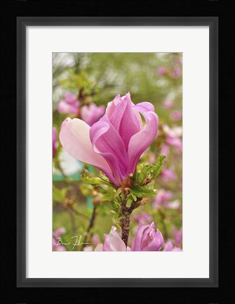 Framed Pink Flower Print