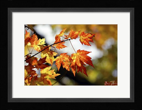 Framed Fall Colors Print