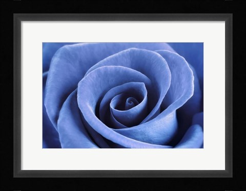 Framed Denim Blue Rose Print