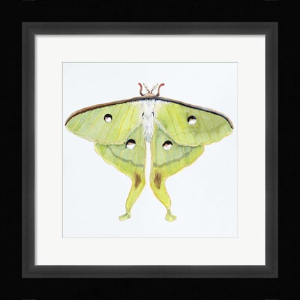 Framed Butterfly Collection Luna Moth Print