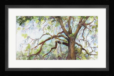 Framed Southern Live Oak Tree Print