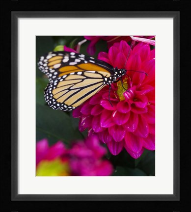 Framed Butterfly 1 Print