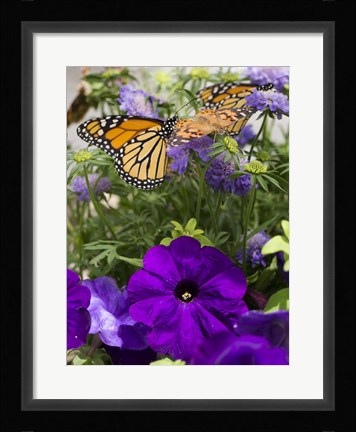 Framed Butterfly 1 Print