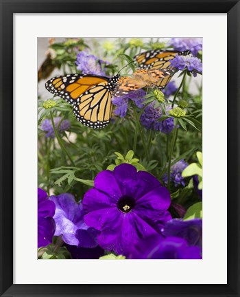 Framed Butterfly 1 Print