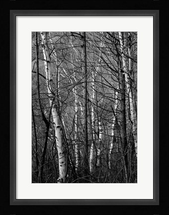 Framed Black &amp; White Natural Print