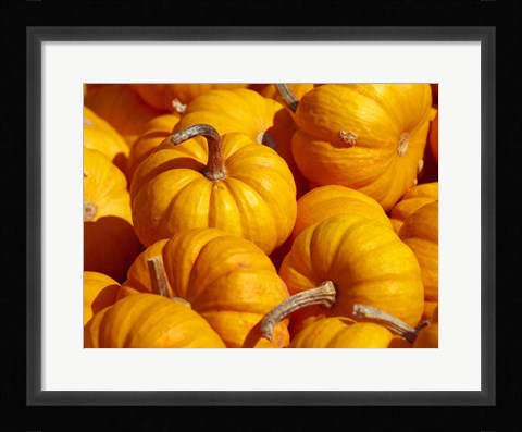 Framed Pumpkins Print
