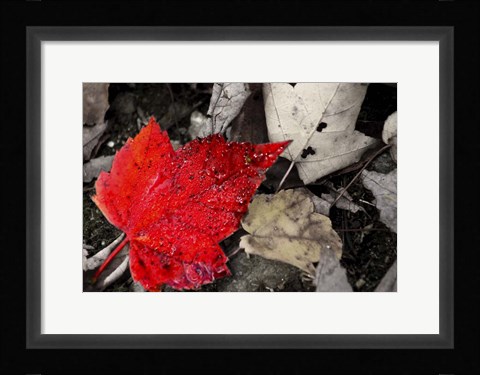 Framed Red Leaf Print