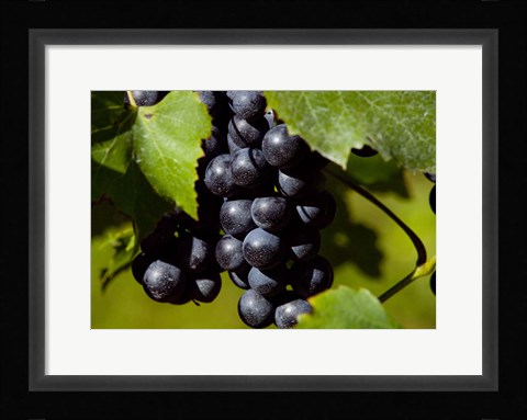 Framed Natural Detail 20 Print