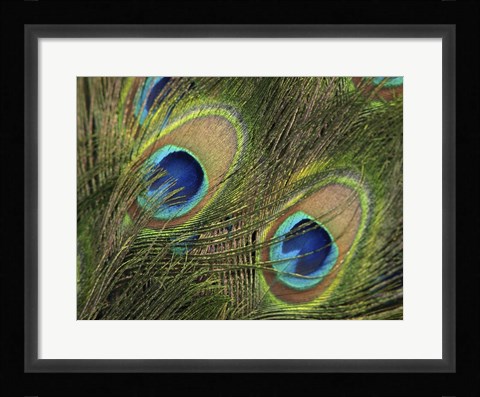 Framed Natural Detail 29 Print