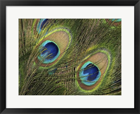 Framed Natural Detail 29 Print